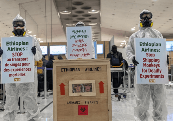 Des « cris de singes » s’échappent d’une caisse d’expédition à l’aéroport de CDG !