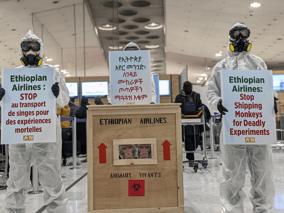 Des « cris de singes » s’échappent d’une caisse d’expédition à l’aéroport de CDG !