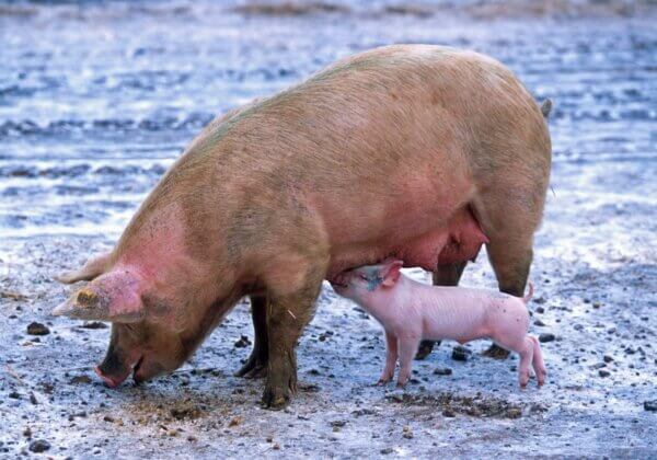 Morbihan : des milliers de personnes se joignent à PETA pour dire non à l’extension d’un élevage intensif de cochons