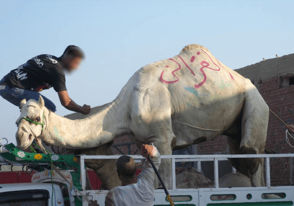 Progrès : l’Égypte prend des mesures pour aider les chevaux et les dromadaires, mais cela ne suffit pas