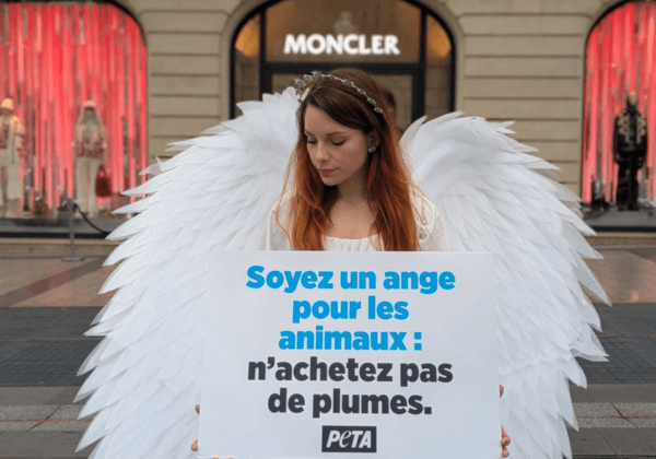 Un « ange de Noël » dénonce l’utilisation des plumes dans la mode