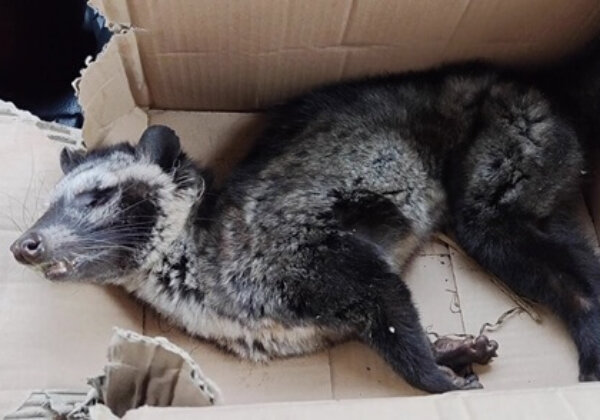 Demandez à ces entreprises d’arrêter de vendre du cruel « café de crottes de chat »