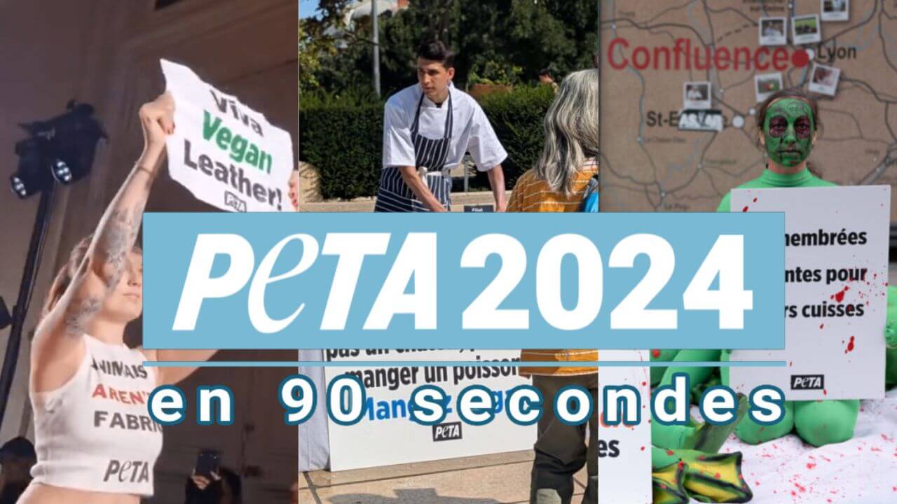 Faits marquants de 2024 : les victoires de PETA France pour les animaux !