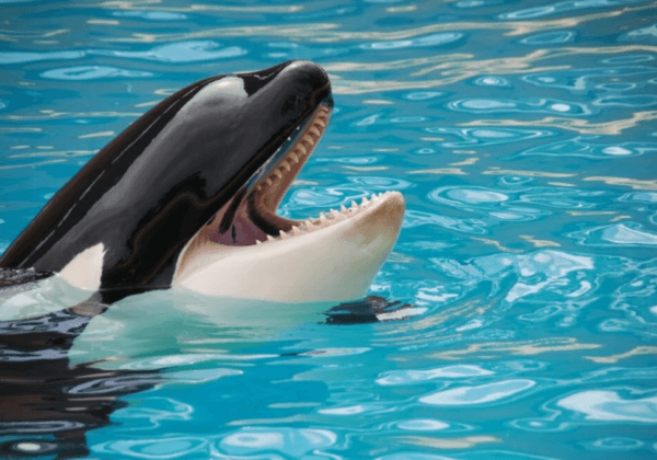 L’orque Keto meurt à Loro Parque