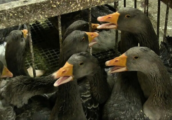 Appelez ces mairies à ne pas servir de foie gras