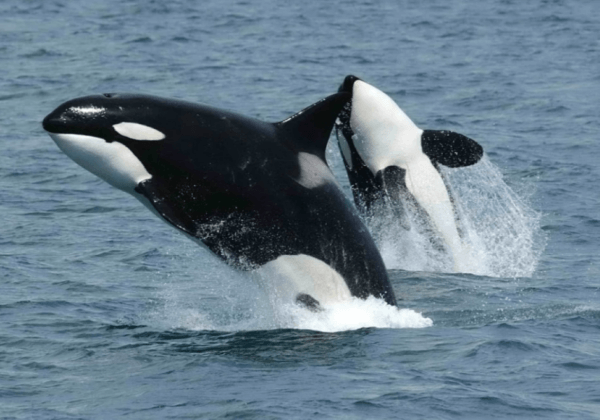 Victoire ! La plus grande prison pour animaux marins d’Europe va fermer !