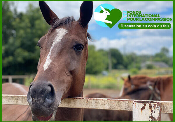 Nous vous invitons à voyager à travers le monde avec Ingrid Newkirk, fondatrice de PETA et avec le Fonds international pour la compassion !