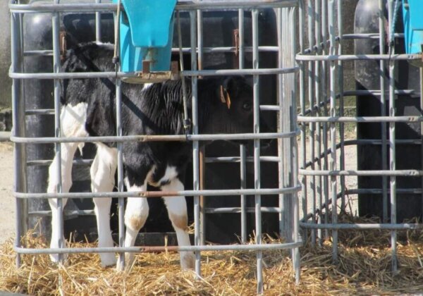 Aidez à stopper ce projet d’élevage de 61 600 poulets et de 250 vaches